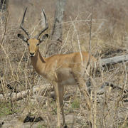 Impala. Photo: NACSO/WWF in Namibia