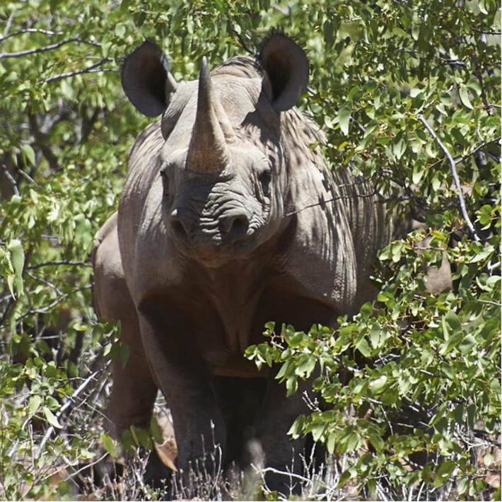 Black rhino. Photo: NACSO/WWF in Namibia