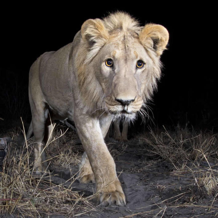 Lion. Photo: KAZA camera trap