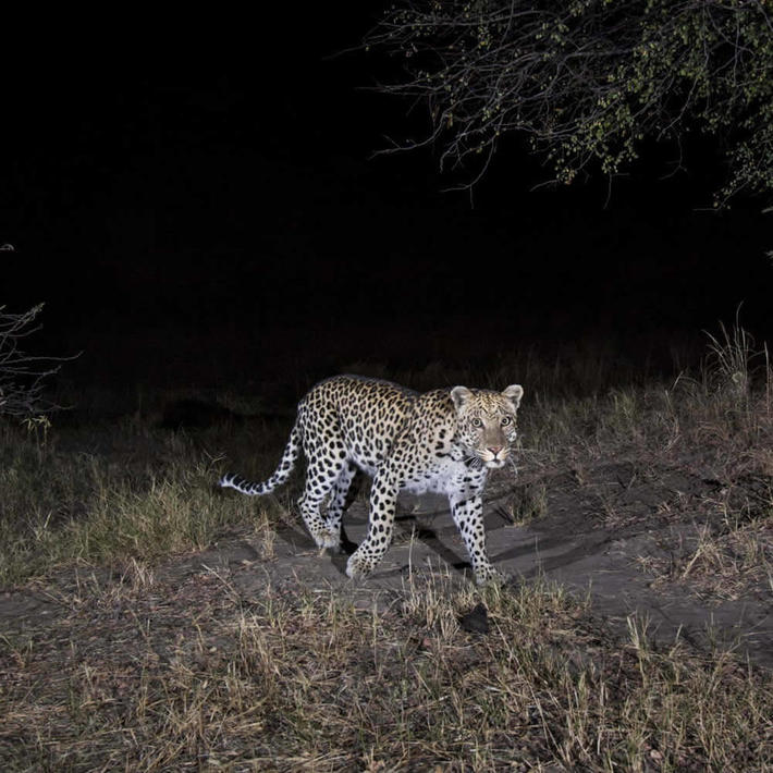 Leopard. Photo: NACSO/WWF in Namibia