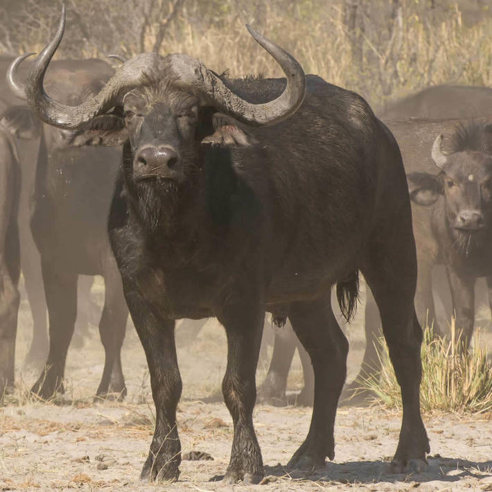 Buffalo. Photo: NACSO/WWF in Namibia
