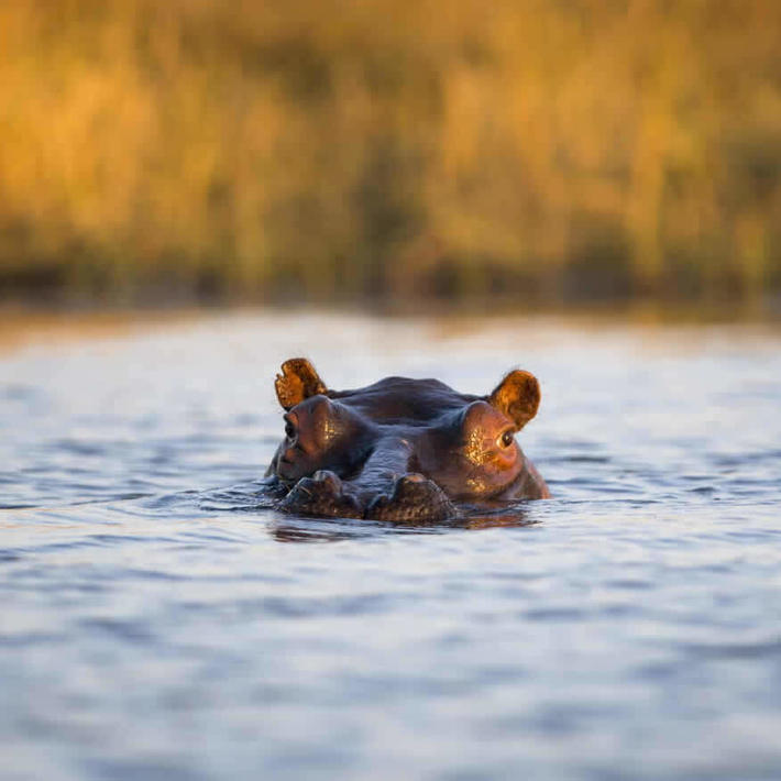 Hippopotamus. Photo: NACSO/WWF in Namibia