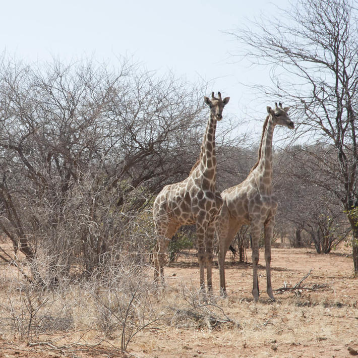 Photo: NACSO/WWF in Namibia