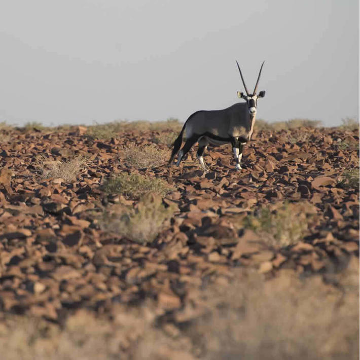 Oryx. Photo: NACSO/WWF