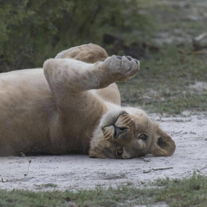 Lion. Photo: NACSO/WWF in Namibia