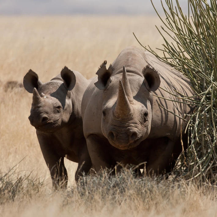 Black rhino. Photo: Dave Hamman