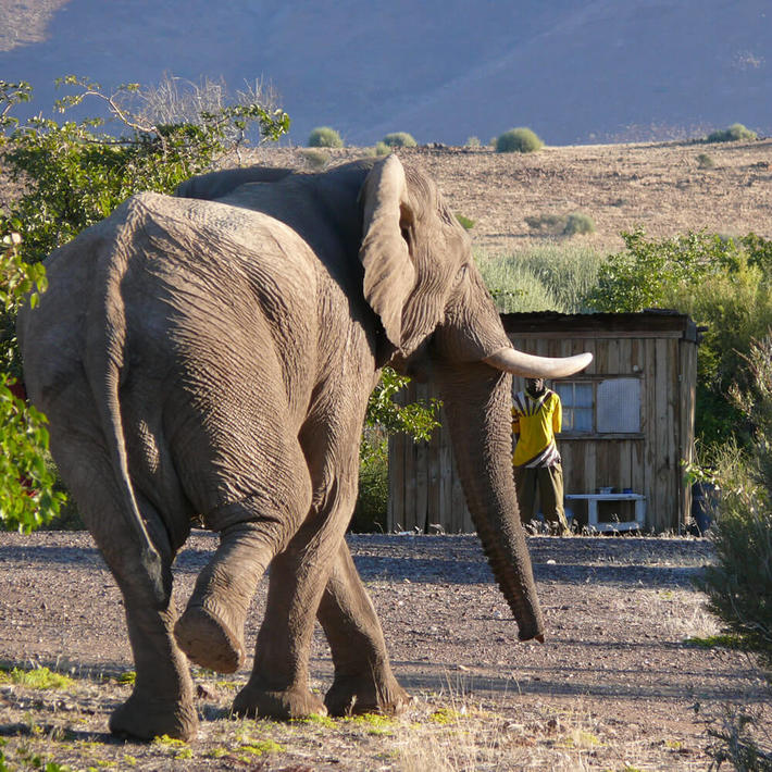Elephant. Photo: Vincent Guillemin