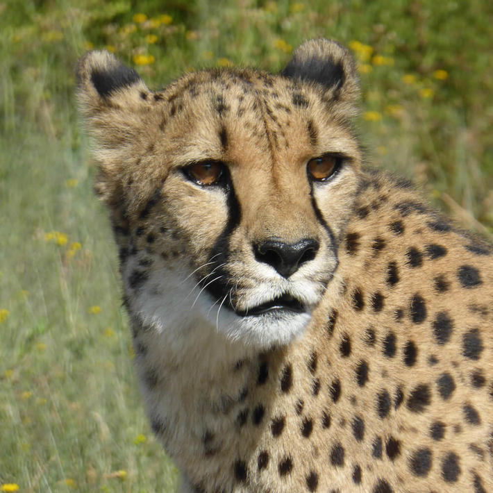 Cheetah. Photo: Sasha Jarvis